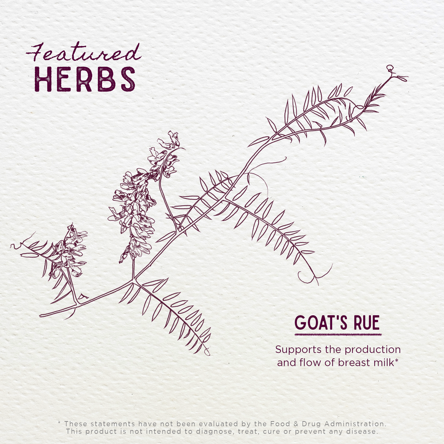 Goat's Rue Lactation Aid - Trending Wellness Store