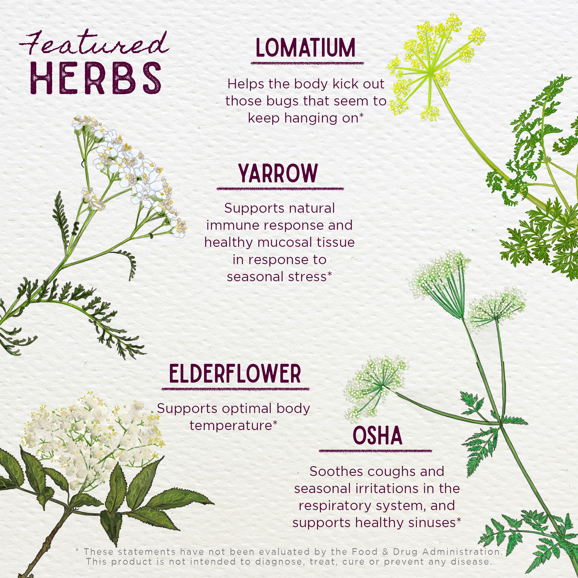 Serious V-Fighter Immune Force - Trending Wellness Store