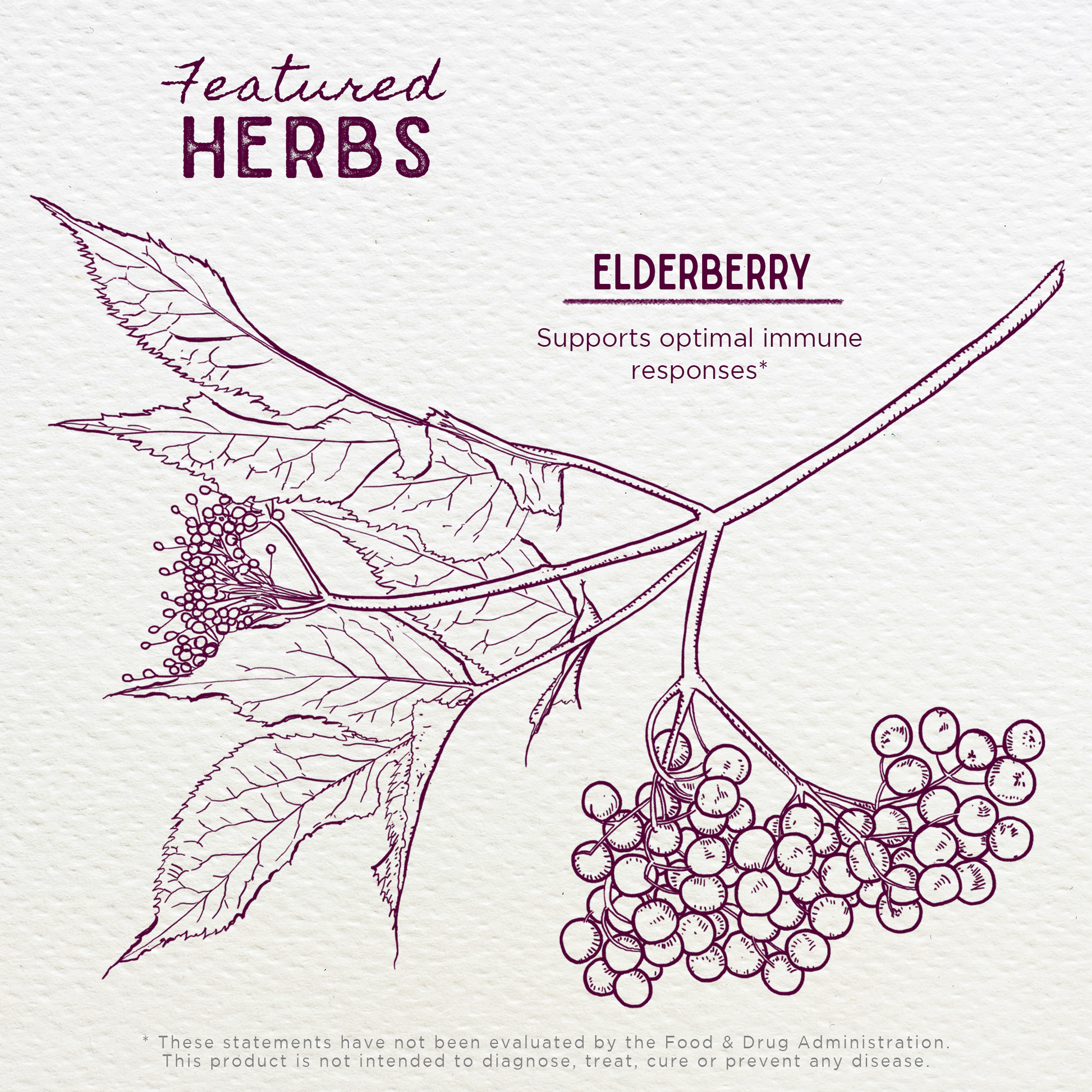 Elderberry - Trending Wellness Store