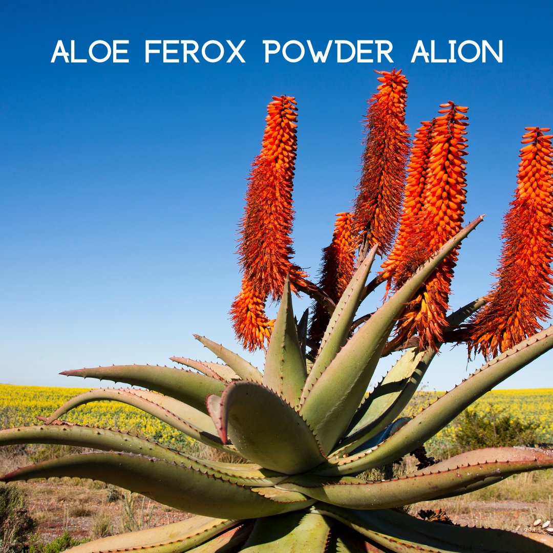 Trending Wellness Store