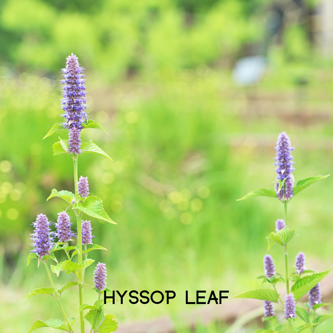 Trending Wellness Store