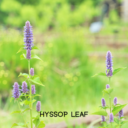 My Balance Nutrisentials – Colon Cleanse - Trending Wellness Store