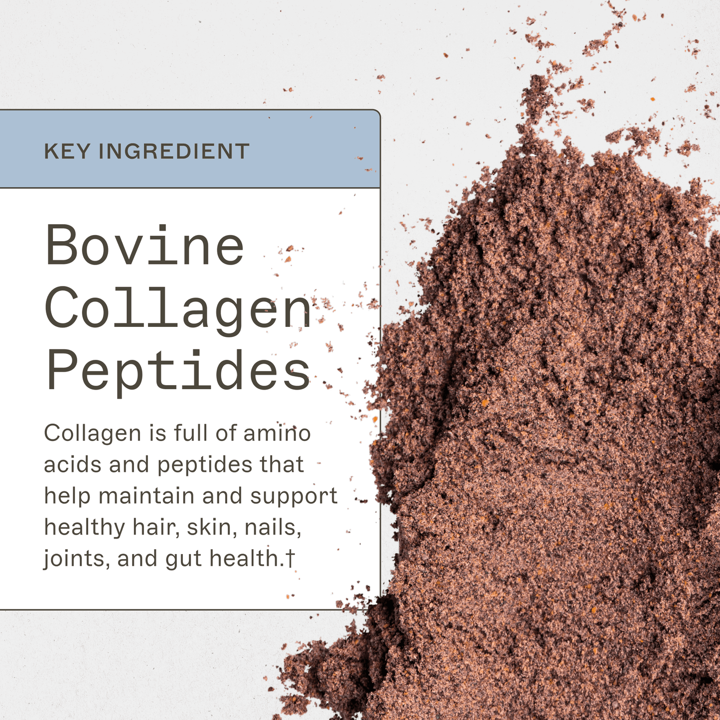 Paleo Protein - Peppermint Mocha - Trending Wellness Store