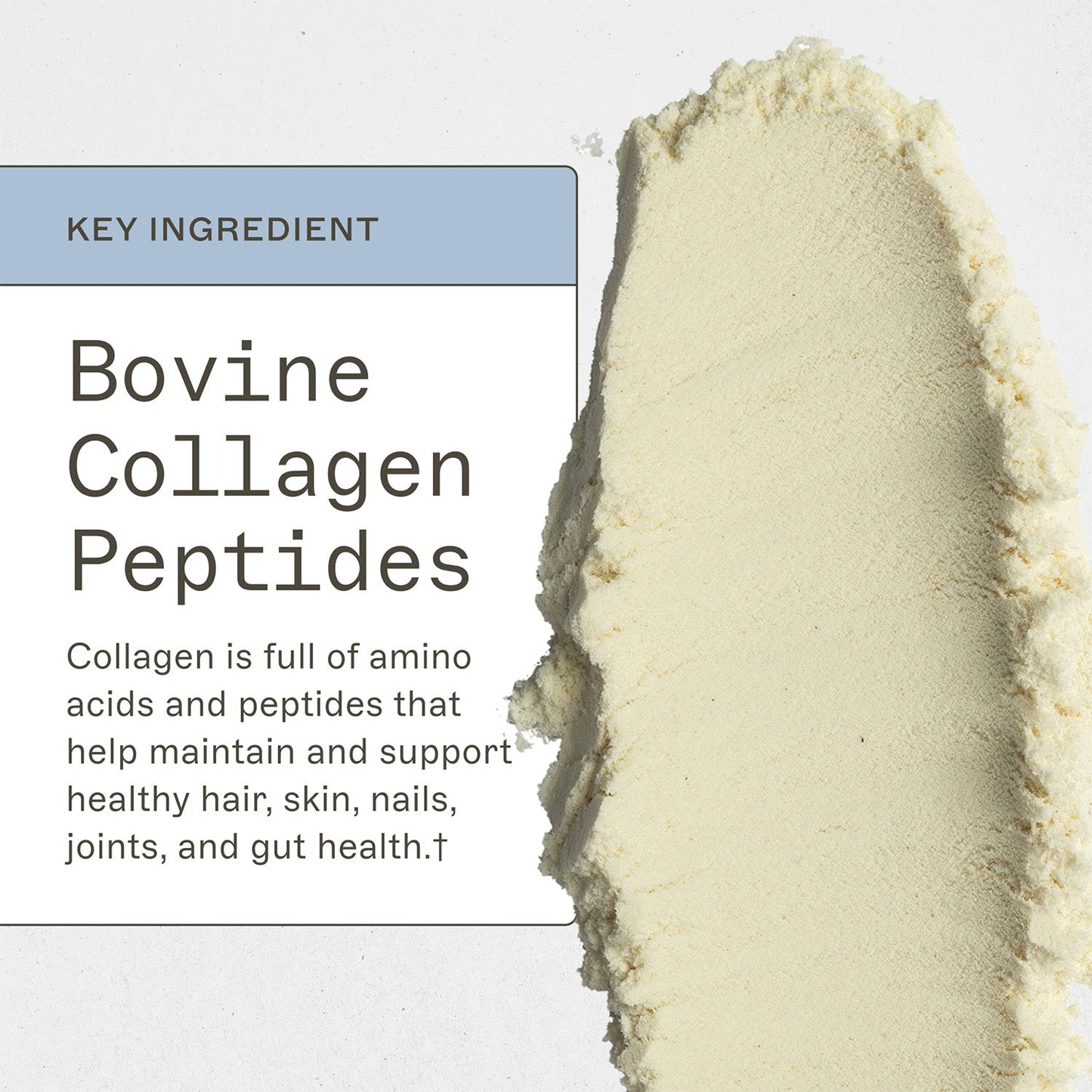 Paleo Protein Powder - Vanilla Bean - Trending Wellness Store