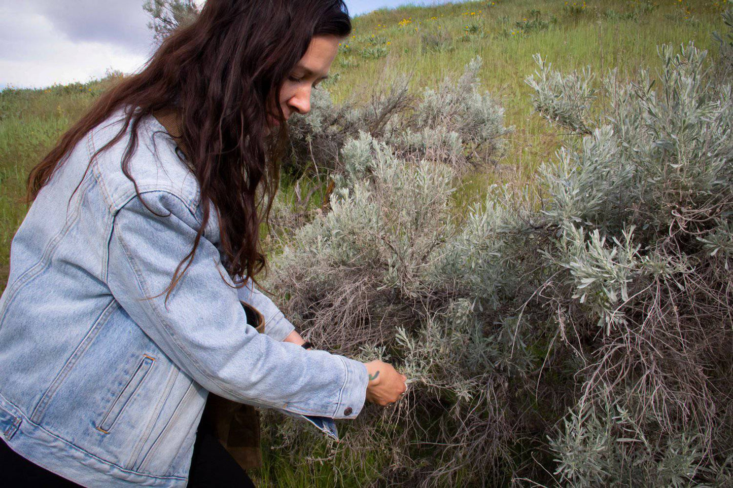 Face Cream | Anthea Skincare | Sage Simple Cream - Trending Wellness Store