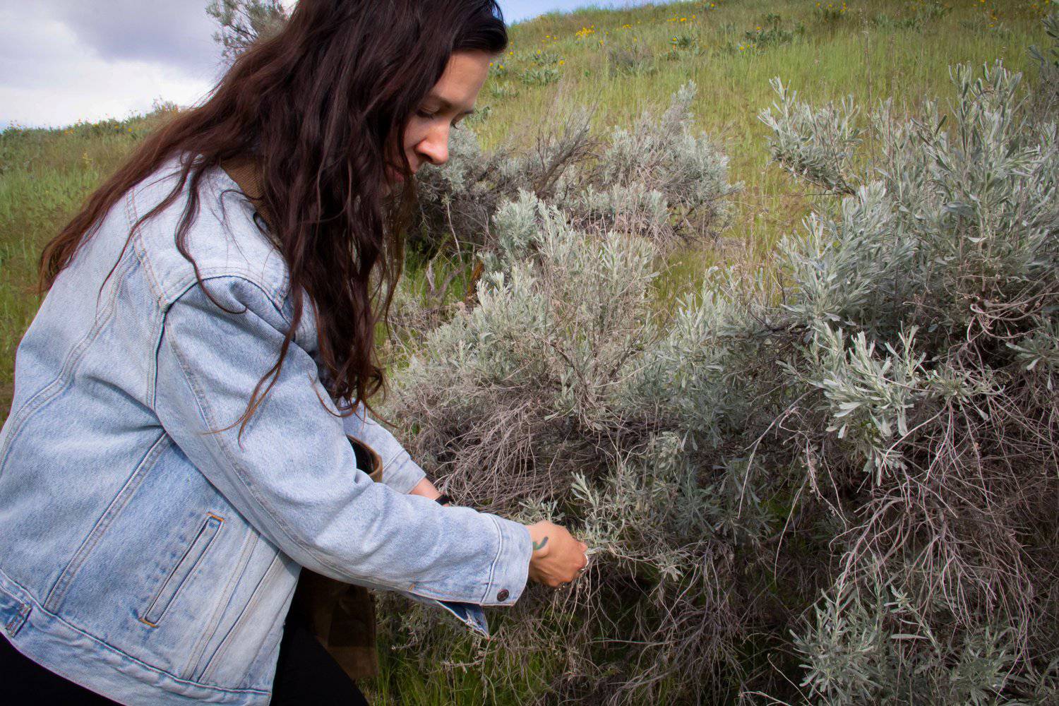 Face Cream | Anthea Skincare | Sage Simple Cream - Trending Wellness Store