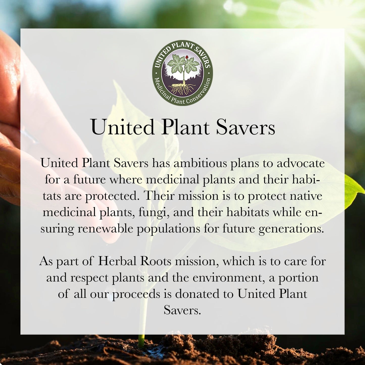 Organic Black Cohosh - Trending Wellness Store