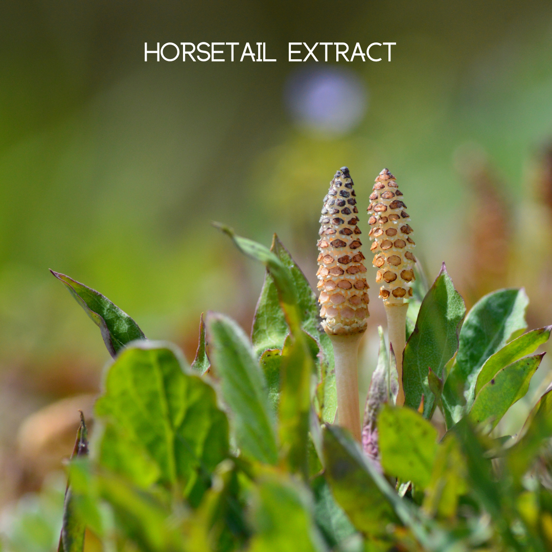 Women’s Health Multivitamins - Trending Wellness Store