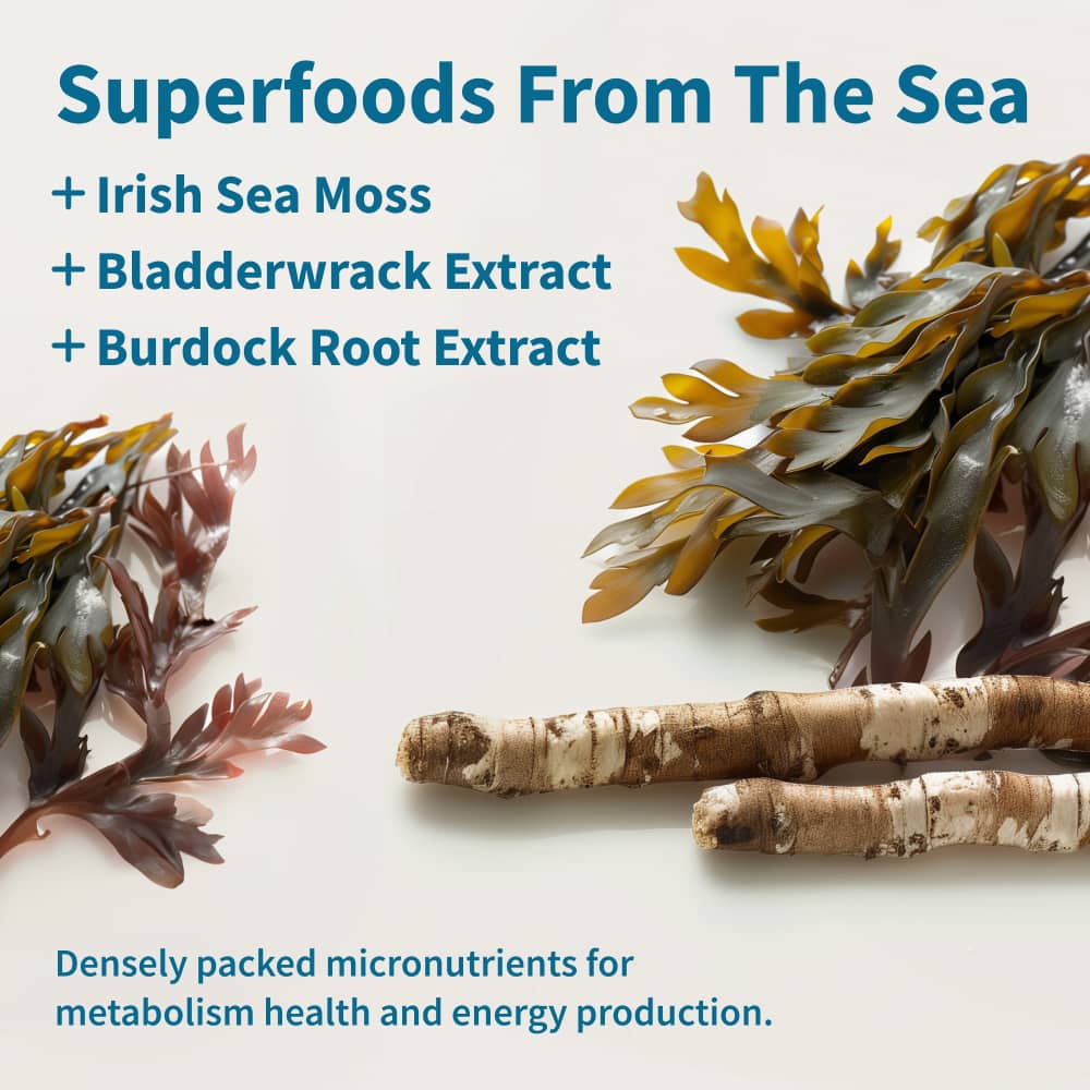 Irish Sea Moss w/ Iodine Energy Support - Buy 2, Get 1 FREE! - Trending Wellness Store