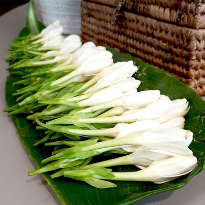 MONOI TAHITI – Natural Deodorant - Plastic Free - Aluminum-Free - 3.2 oz - Trending Wellness Store